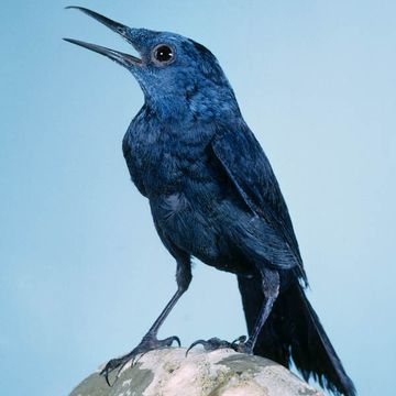 Blue Rock-thrush