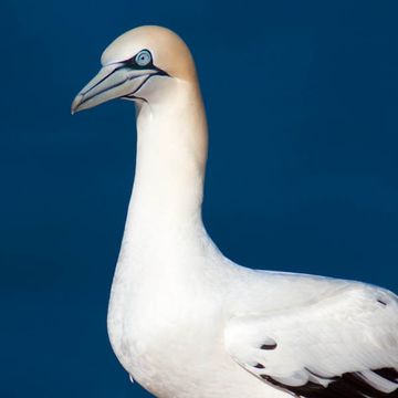 Northern Gannet