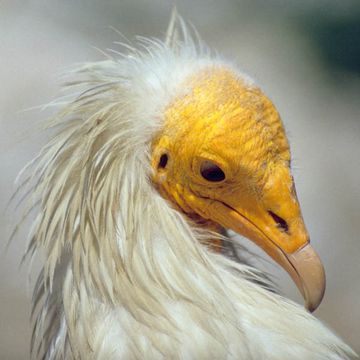 Egyptian Vulture