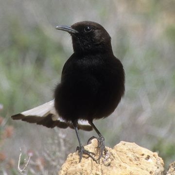 Black Wheatear