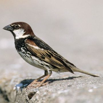 Spanish Sparrow