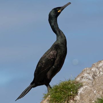 European Shag