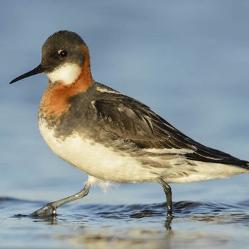 Red-necked Phalarope