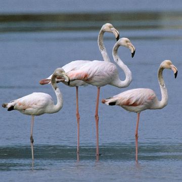 Phoenicopterus roseus