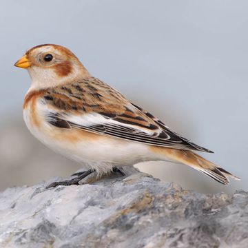 Snow Bunting