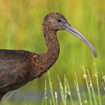 Glossy Ibis