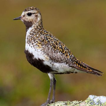 Eurasian Golden Plover