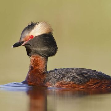 Podiceps auritus