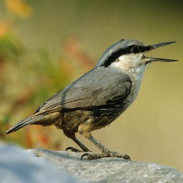 Western Rock-nuthatch