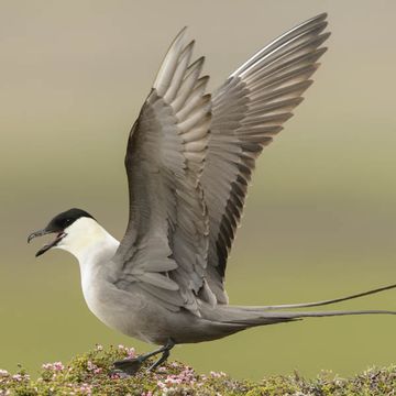 Long-tailed Jaeger
