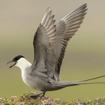 Long-tailed Jaeger