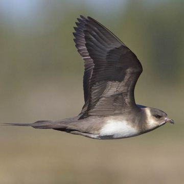 Parasitic Jaeger