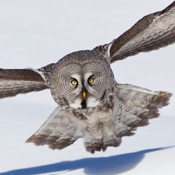 Great Grey Owl