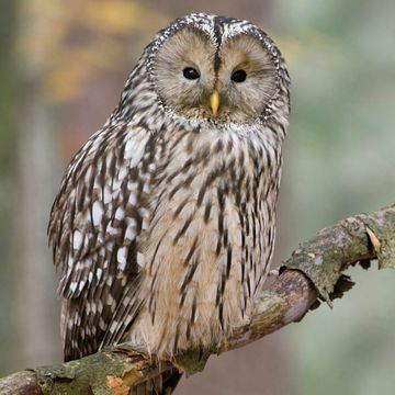 Ural Owl