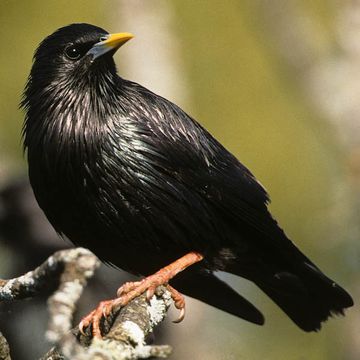 Sturnus unicolor