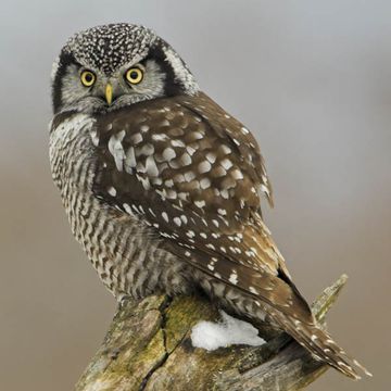 Northern Hawk Owl