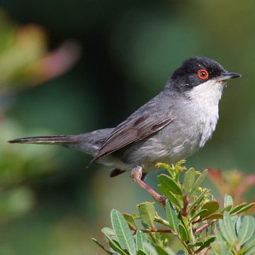 Sylvia melanocephala