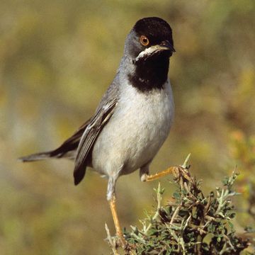 Rueppell's Warbler