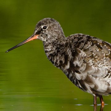 Dunkler Wasserläufer