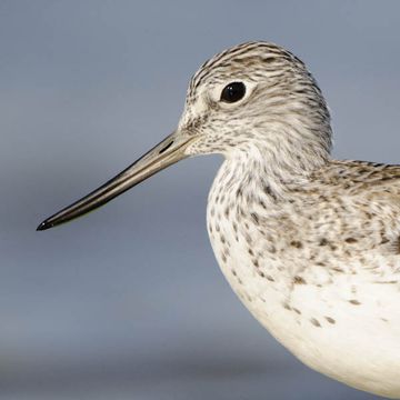 Common Greenshank