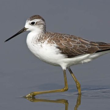 Marsh Sandpiper