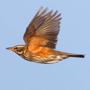 Turdus iliacus