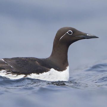 Common Guillemot