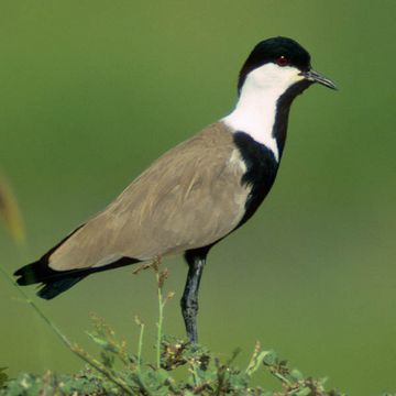 Spur-winged Lapwing