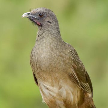 Plain Chachalaca