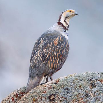 Himalayan Snowcock