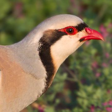 Alectoris chukar