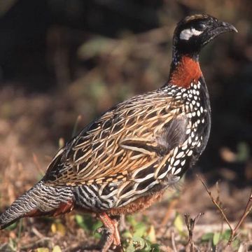 Black Francolin