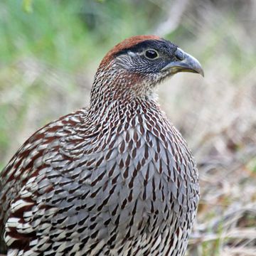 Erckel's Francolin