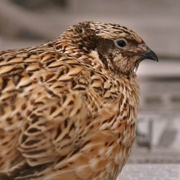 Coturnix japonica