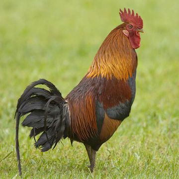 Red Junglefowl