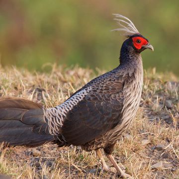 Kalij Pheasant