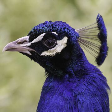 Indian Peafowl