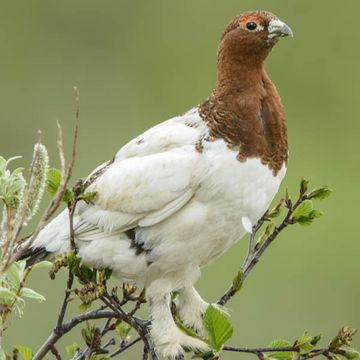 Moorschneehuhn