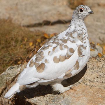 Weißschwanzschneehuhn