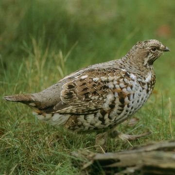 Hazel Grouse