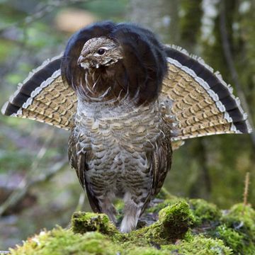 Ruffed Grouse