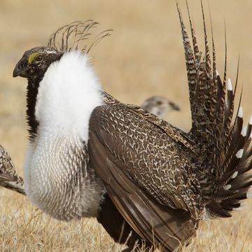 Greater Sage-grouse