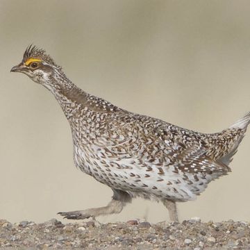 Sharp-tailed Grouse