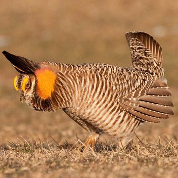 Greater Prairie-chicken