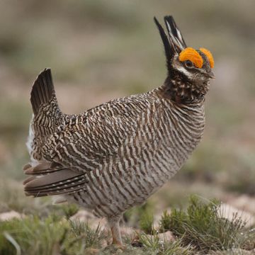 Lesser Prairie-chicken