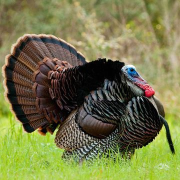 Wild Turkey