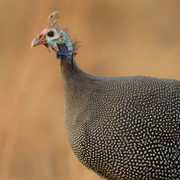 Helmeted Guineafowl