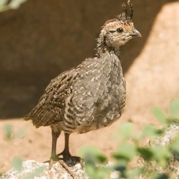 Mountain Quail