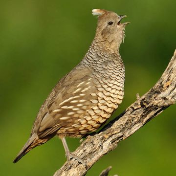 Scaled Quail