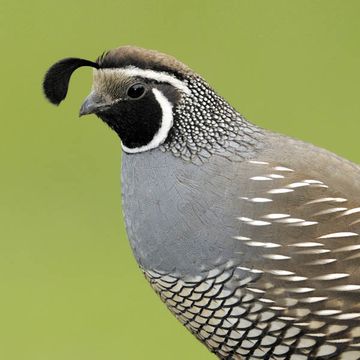 California Quail